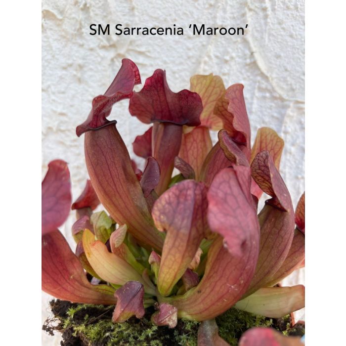 Sarracenia maroon