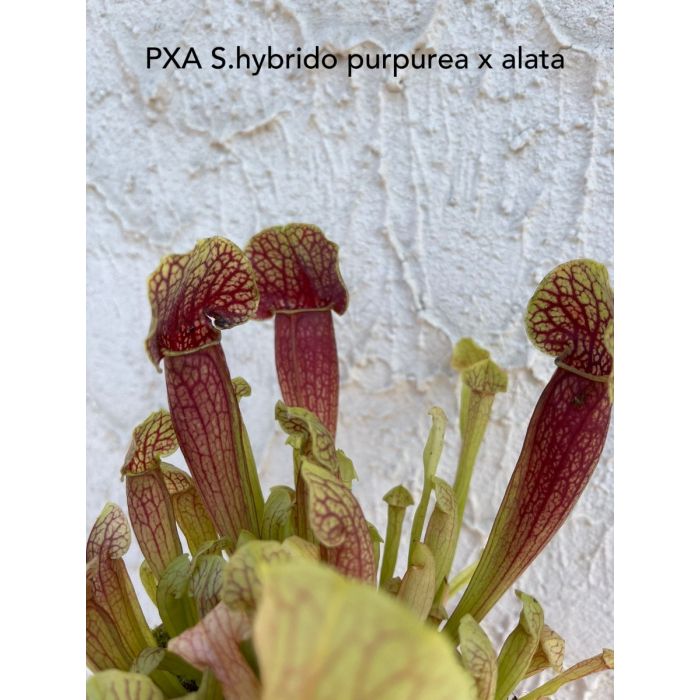 Sarracenia purpurea x alata