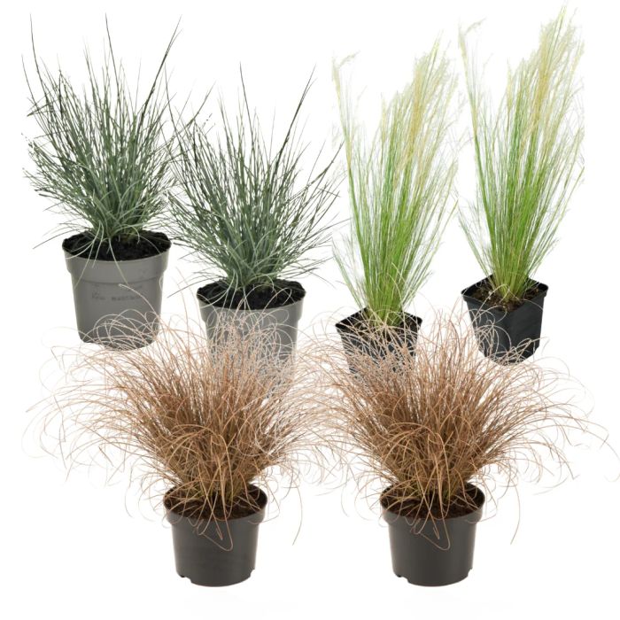 Savannah Grass Mix - Piante a cespuglio per terrari aridi