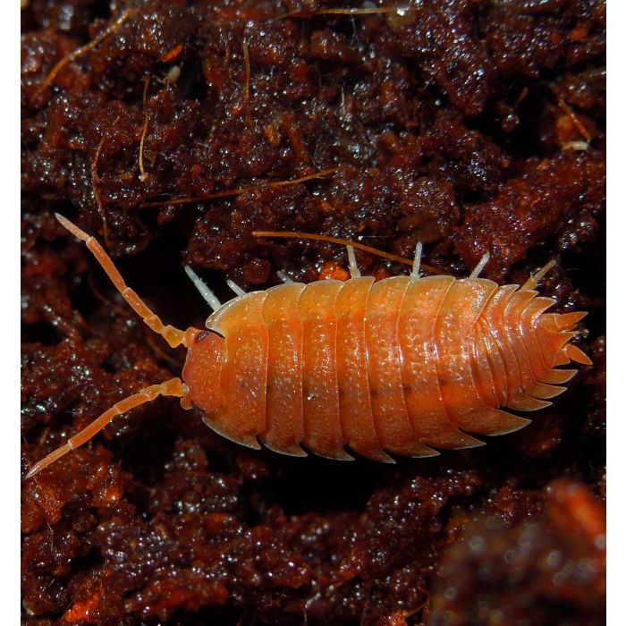 Porcellio Laevis SUPER ORANGE - Colonia starter