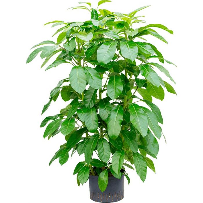 Schefflera actinophylla