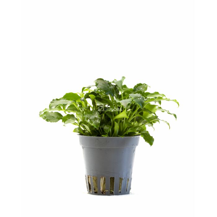 Schismatoglottis prietoi