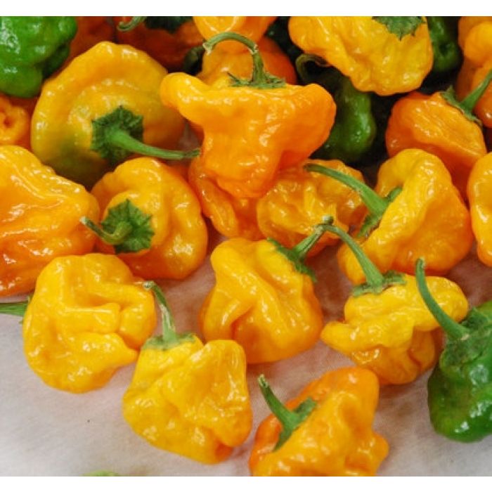 Pianta Di Peperoncino Scotch Bonnet