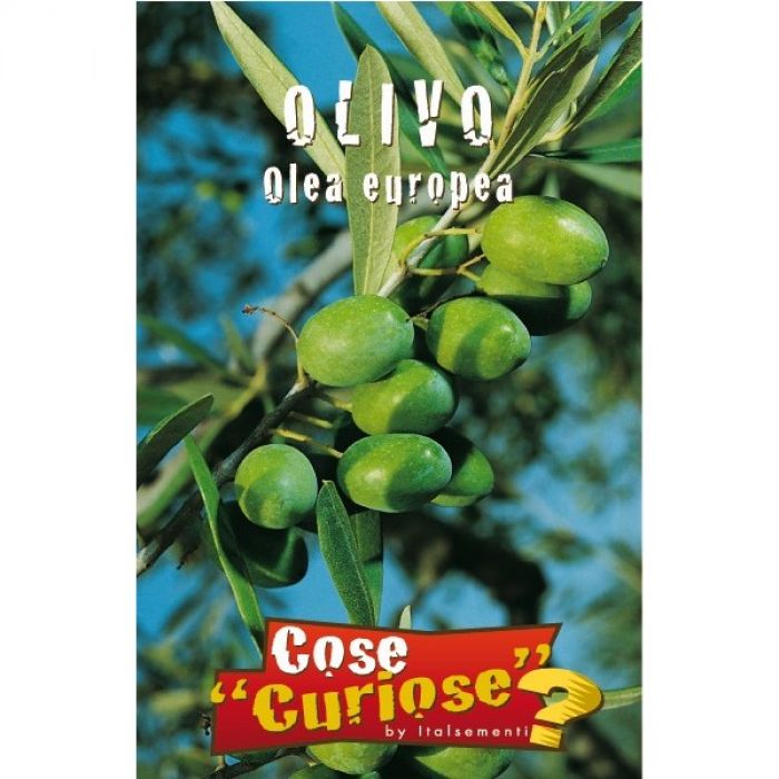 Semi di Pianta di Olivo (Olea Europea)