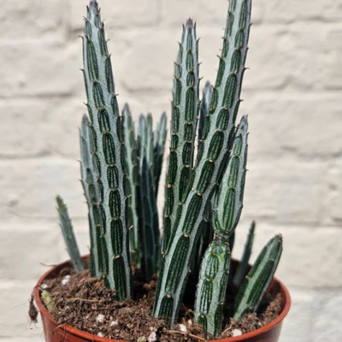 Senecio stapeliiformis