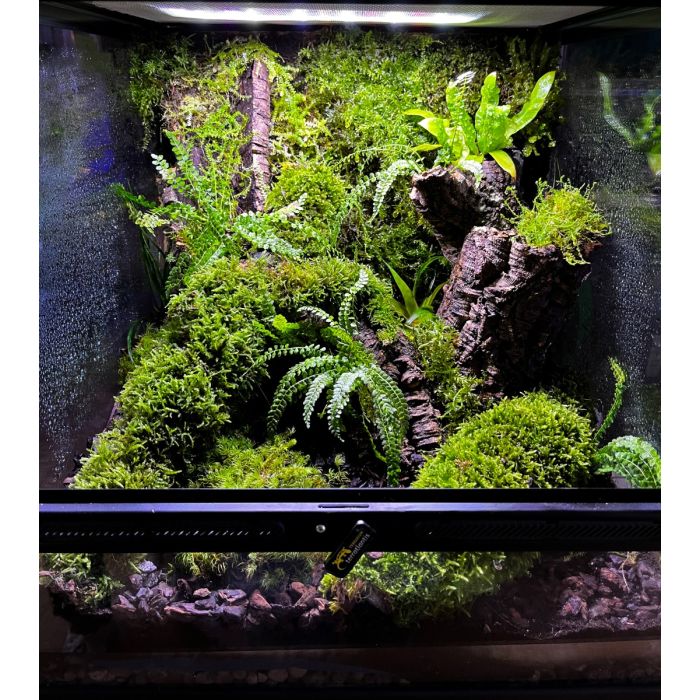 Set completo Allestimento Terrario tropicale