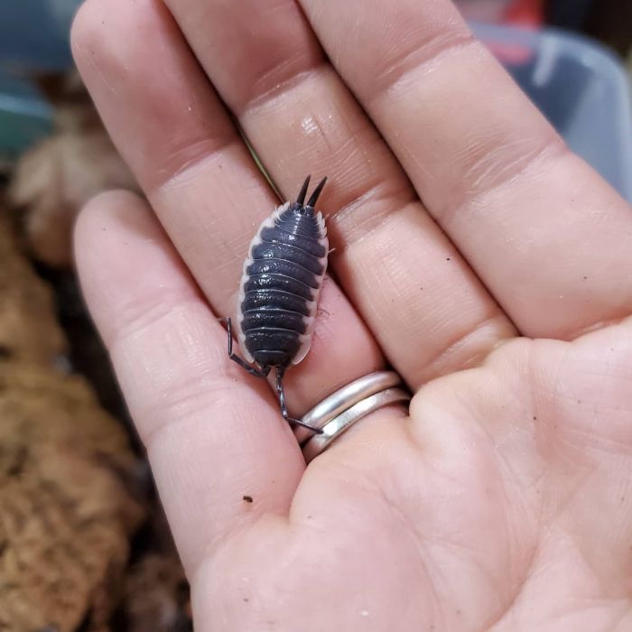 Porcellio sp. Sevilla