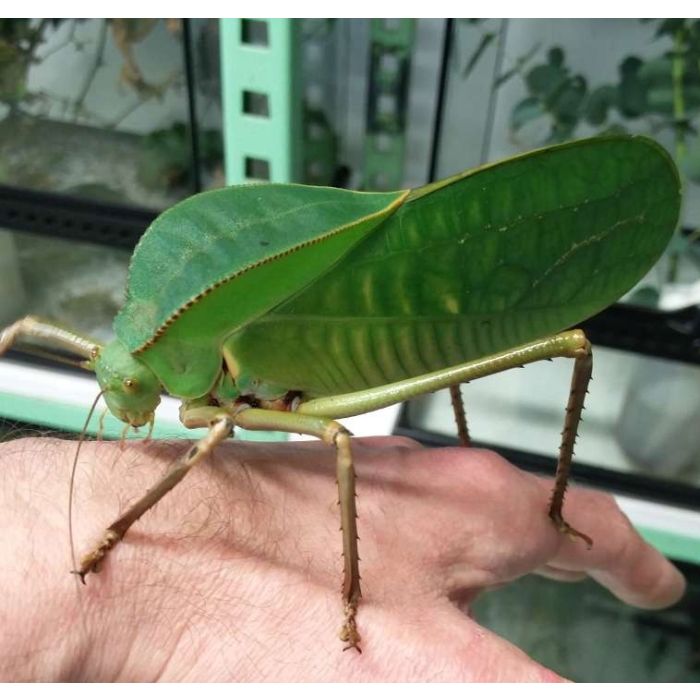 Siliquofera grandis - Cavalletta gigante della Nuova Guinea