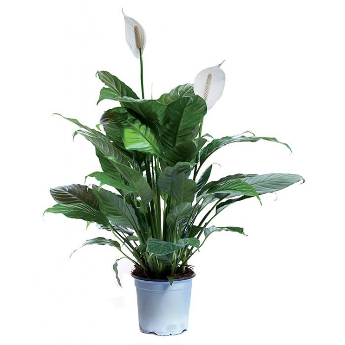 Spathiphyllum XL 60cm