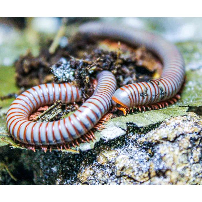 Spirobolus caudulanus - Millepiedi arcobaleno