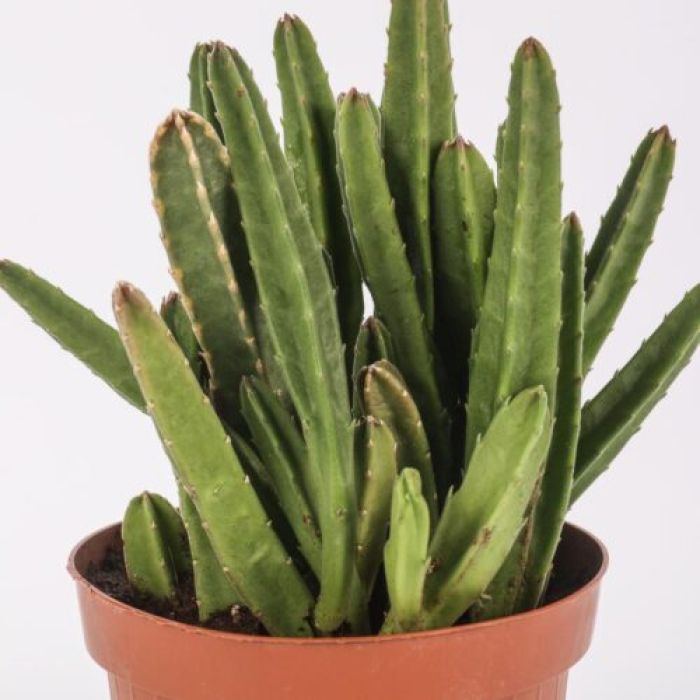 Stapelia leendertziae