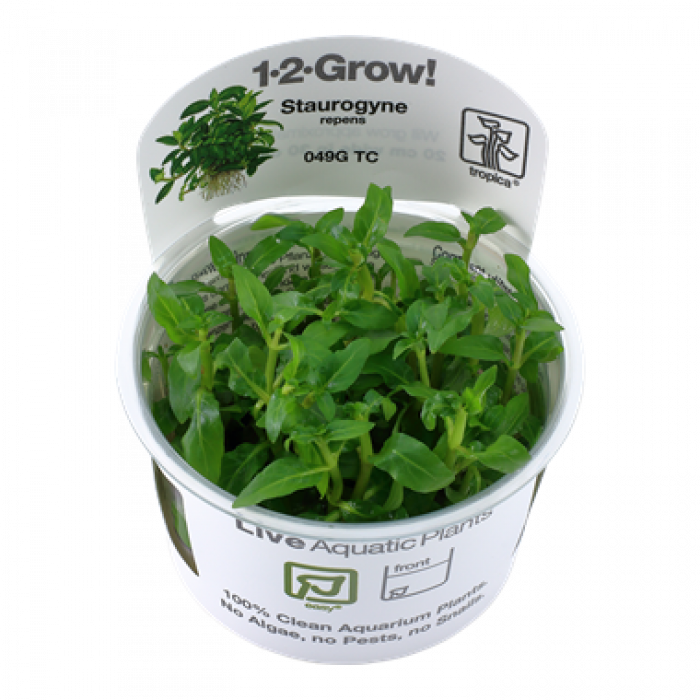 Tropica Staurogyne repens 1-2-Grow!