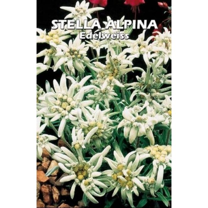 Stella Alpina "Edelweiss"
