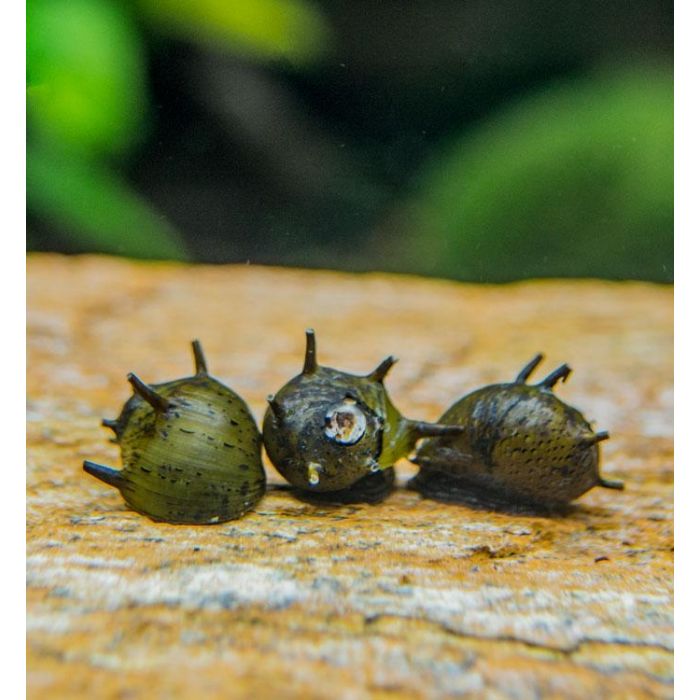 Neritine Snail - Clithon Sun Horn - 2 esemplari