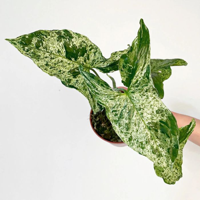 Syngonium Mottled