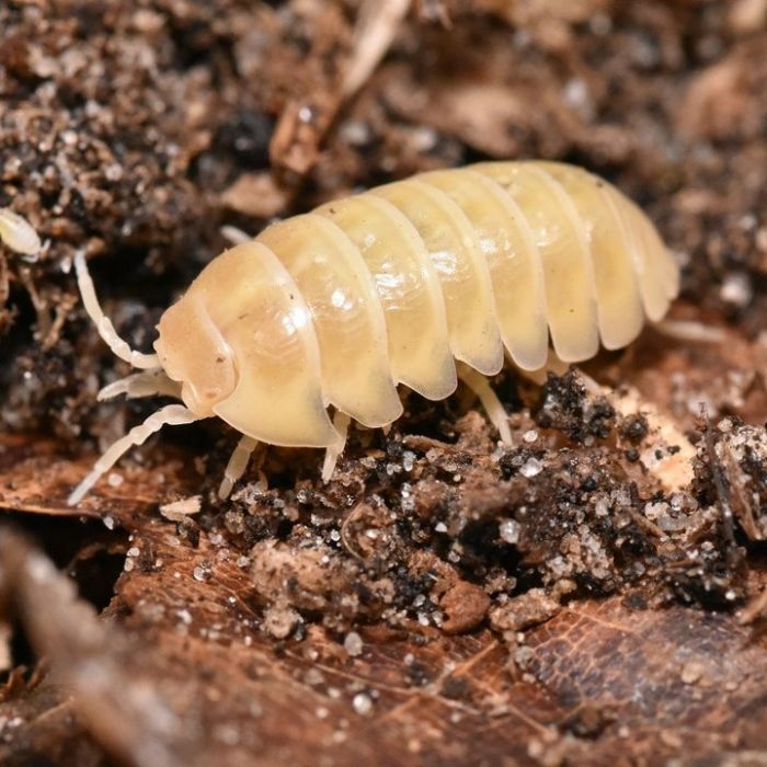 Armadillidium vulgare "T-Albino"