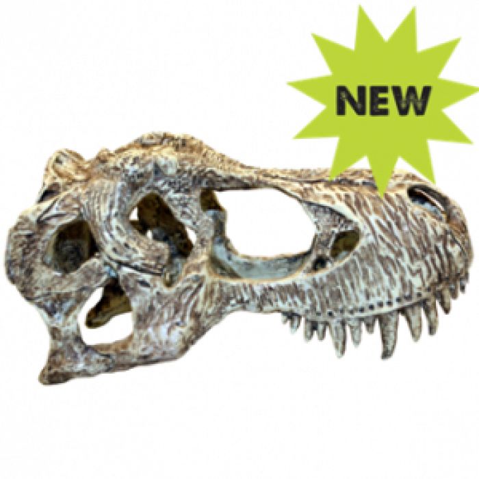 Komodo T-Rex Skull