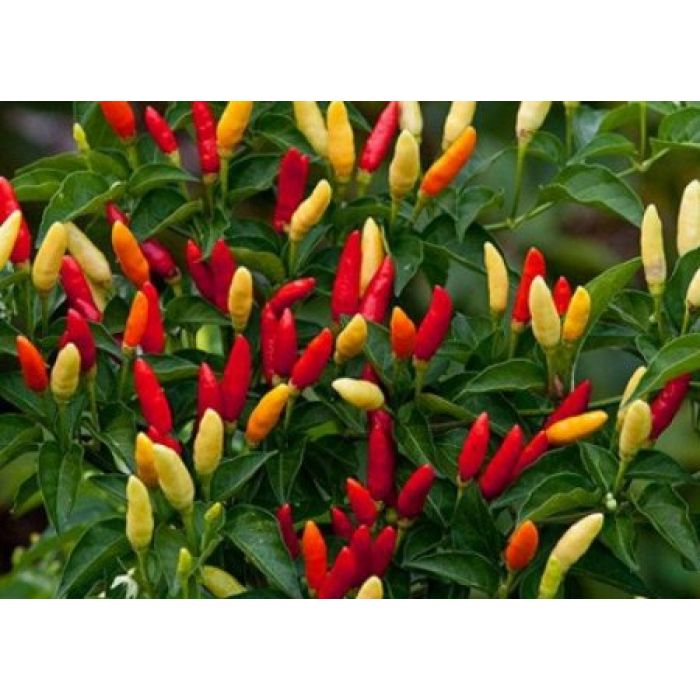 Pianta Di Peperoncino Tabasco