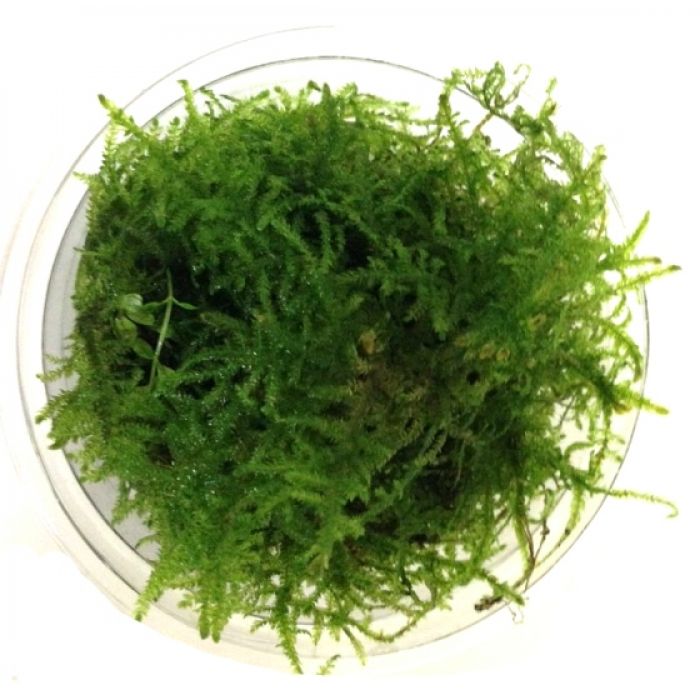 Taxiphyllum Alternans "taiwan Moss"