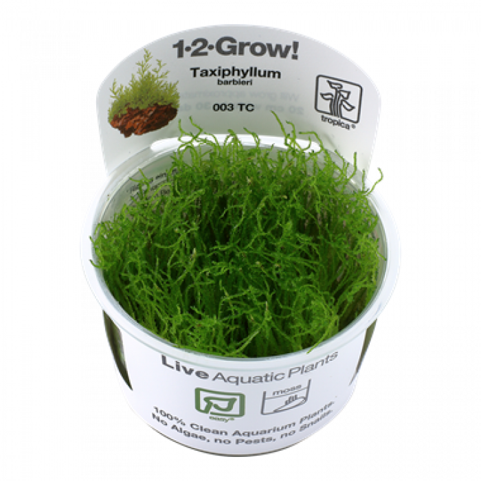 Tropica Taxiphyllum barbieri 1-2-Grow!