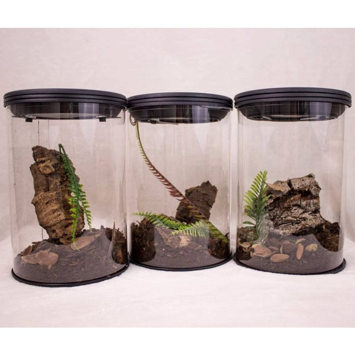 Terrario Arredato 21cm H