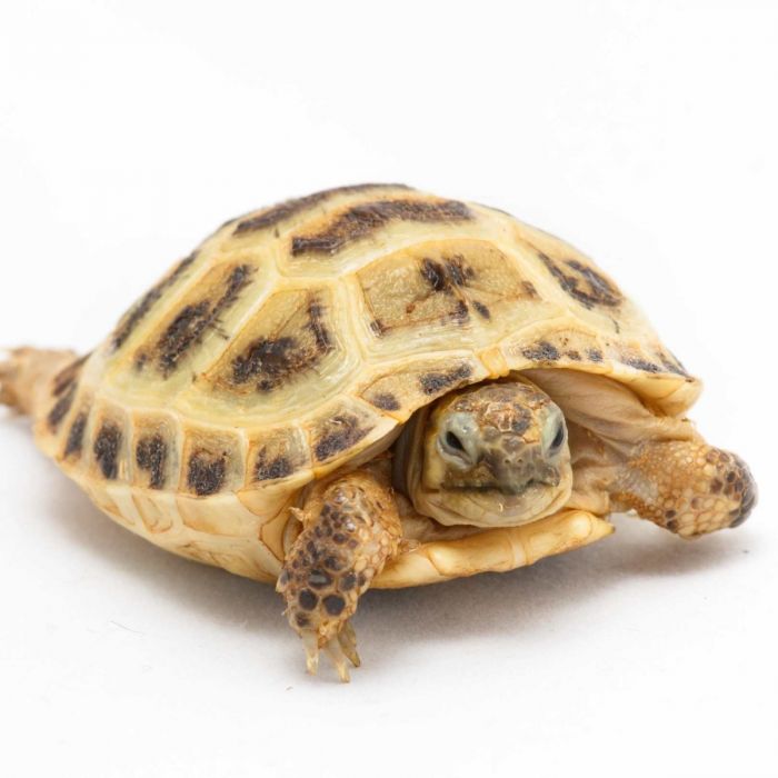 Testudo horsfieldii