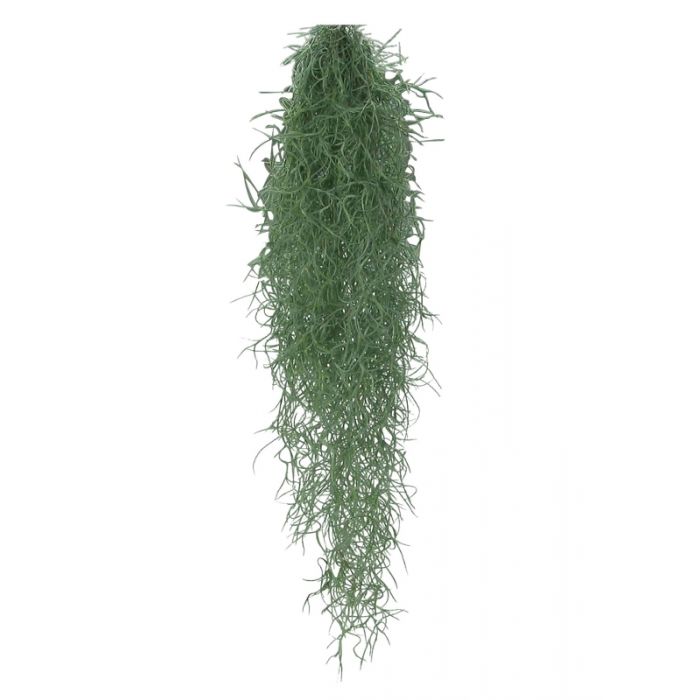 Tillandsia usneoides - 75cm