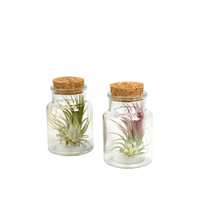 Tillandsia in barattolo di Vetro