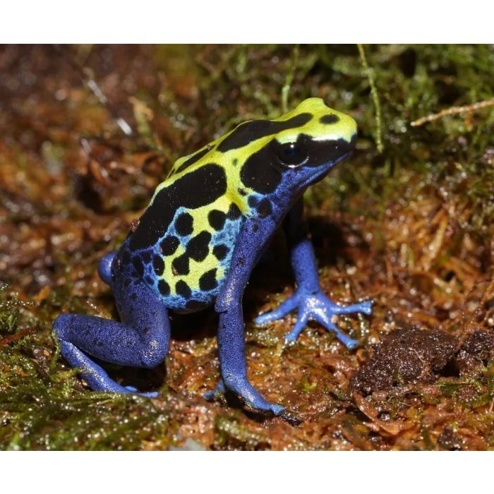 Dendrobates tinctorius