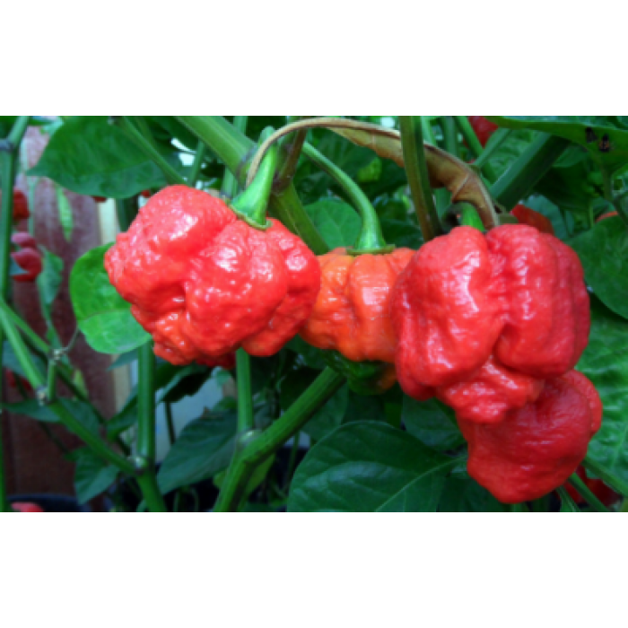 Pianta Di Peperoncino Trinidad Moruga Scorpion