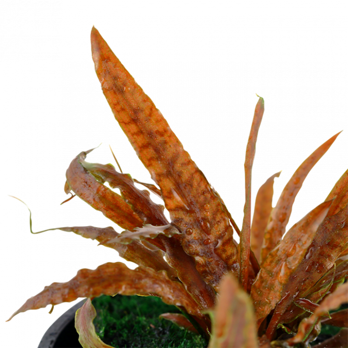 Tropica Cryptocoryne albida brown