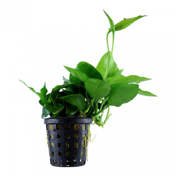 Tropica - Anubias barteri var. nana 'Large'