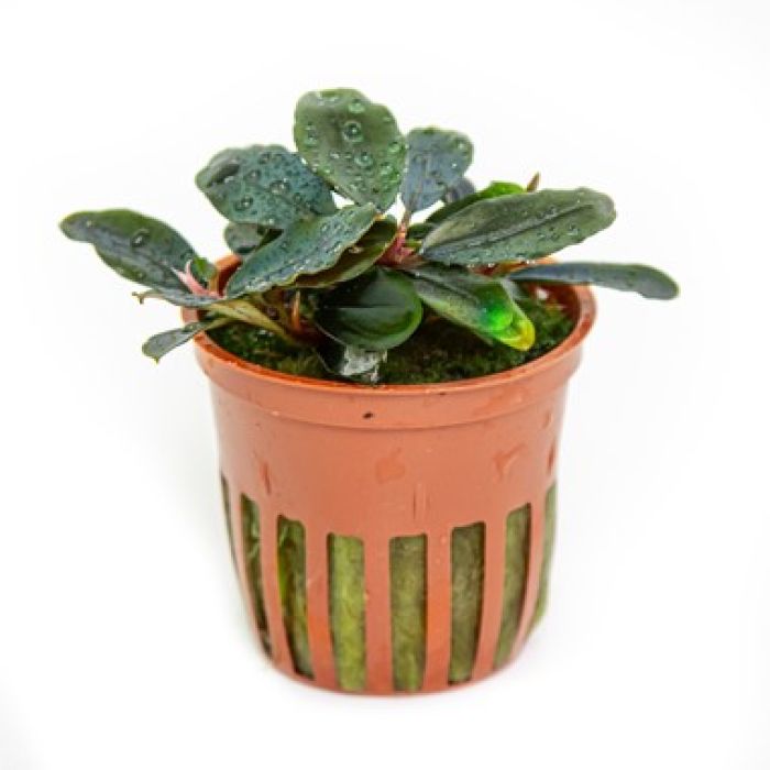 Tropica - Bucephalandra sordidula 'Blue'