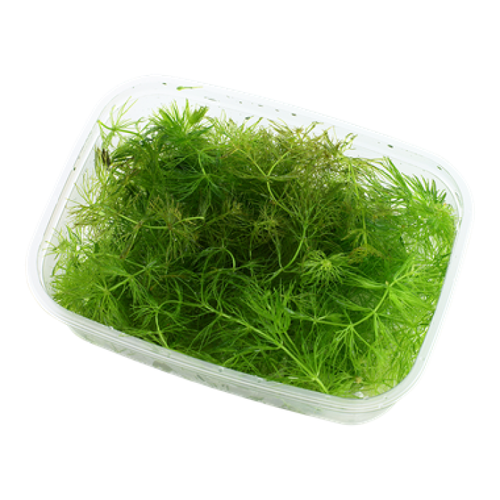 Tropica - Ceratophyllum demersum in porzione