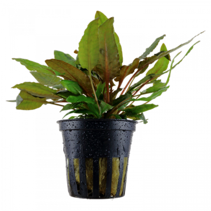 Tropica - Cryptocoryne wendtii 'Tropica'