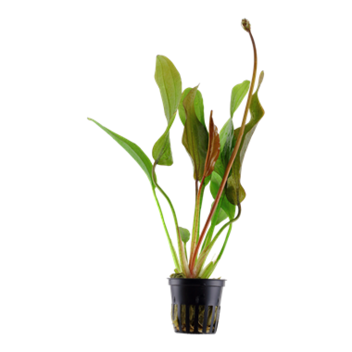 Tropica - Echinodorus 'Red Diamond'
