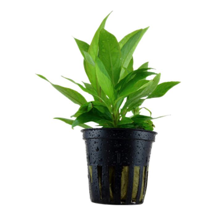 Tropica - Hygrophila corymbosa 'Stricta'