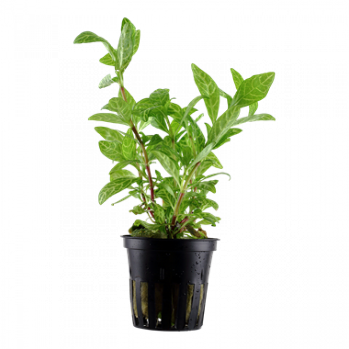 Tropica - Hygrophila polysperma 'Rosanervig'