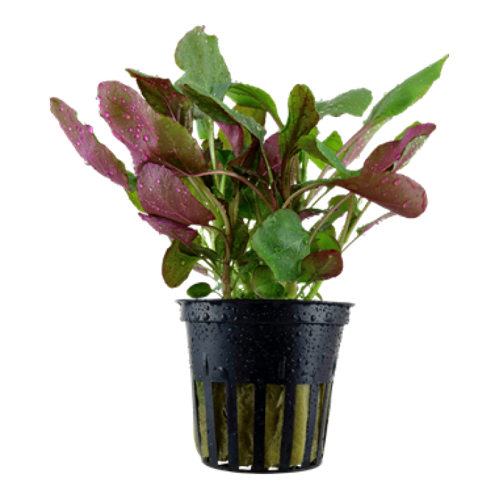 Tropica - Lobelia cardinalis
