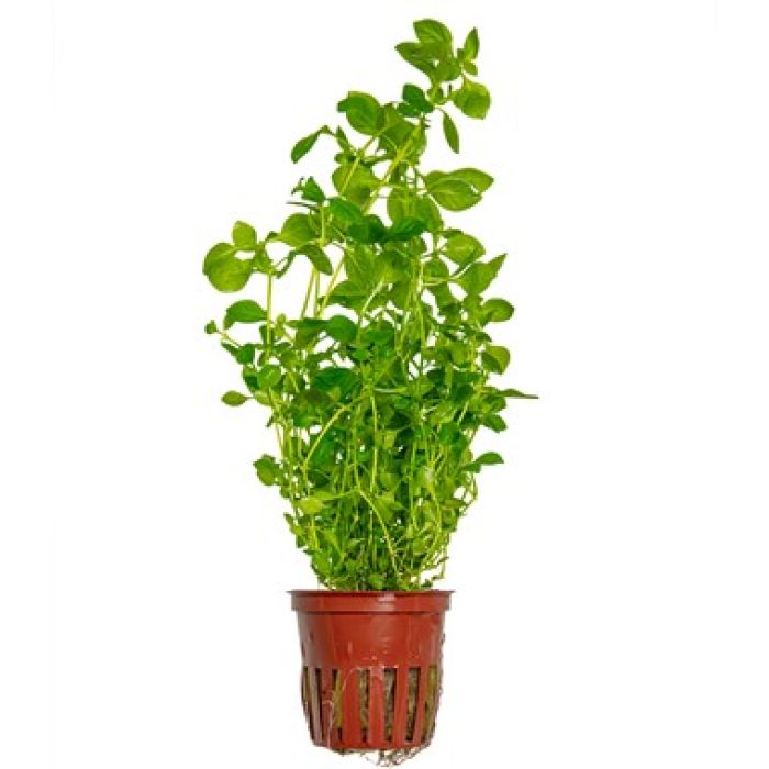 Tropica - Ludwigia palustris 'Green'