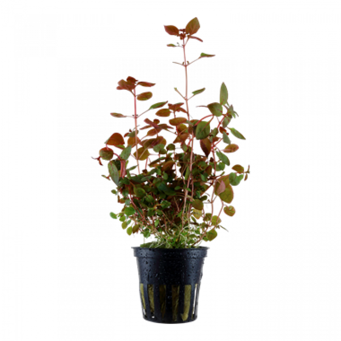 Tropica - Ludwigia palustris 'Super Red'