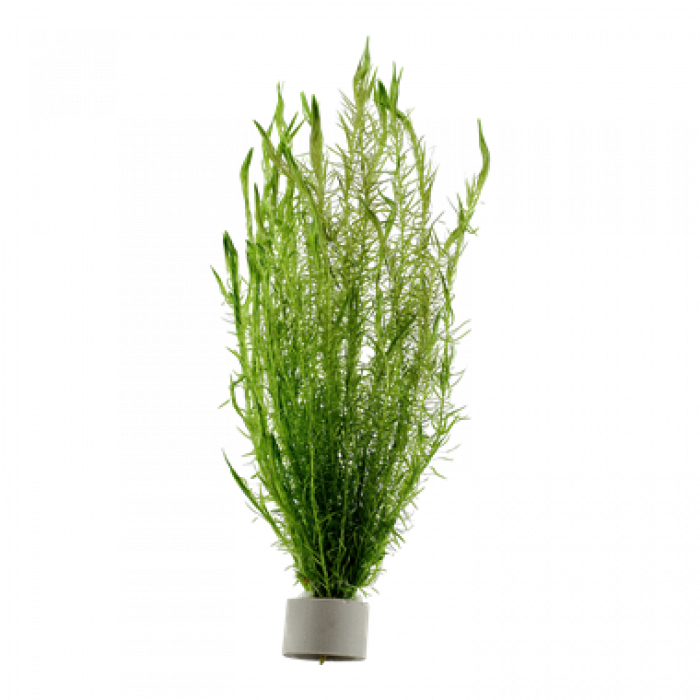 Tropica - Mayaca fluviatilis