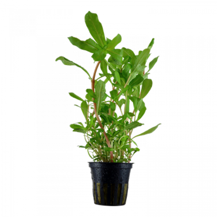 Tropica - Ammannia crassicaulis