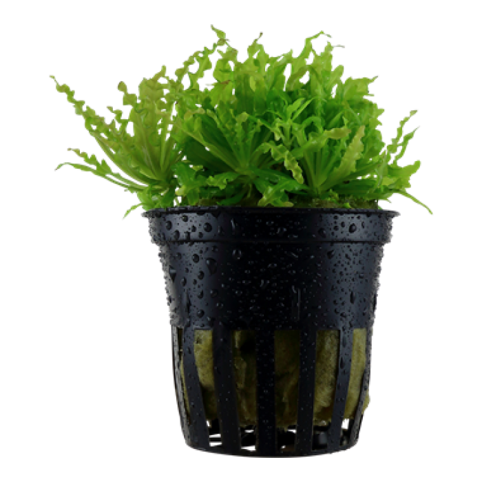 Tropica - Pogostemon helferi