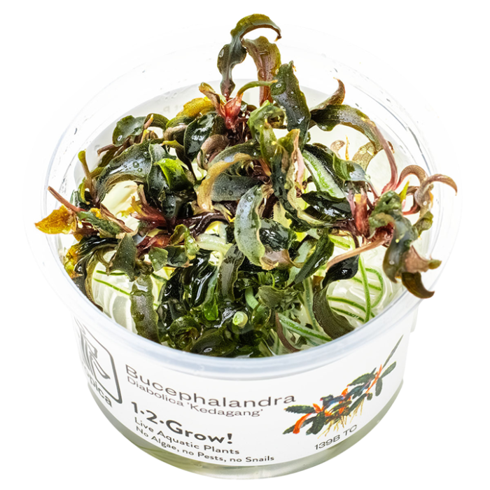 Tropica Bucephalandra 'Kedagang' 1-2-Grow!