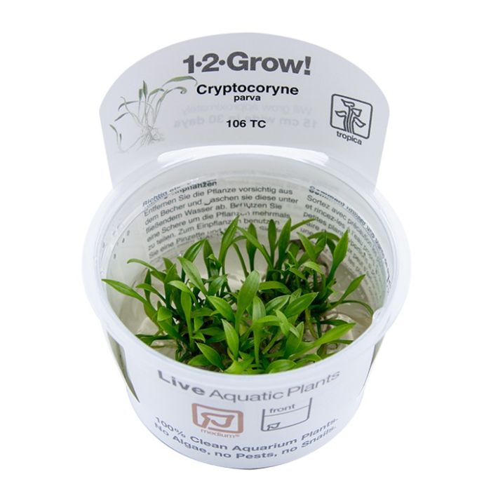 Tropica Cryptocoryne parva 1-2-Grow!