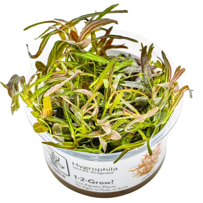 Tropica Hygrophila lancea 'Araguaia' 1-2-Grow!
