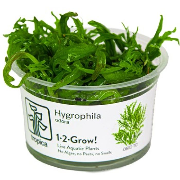 Tropica Hygrophila odora 1-2-Grow!