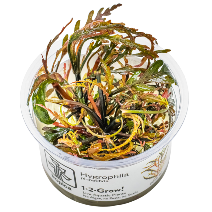 Tropica Hygrophila pinnatifida 1-2-Grow!