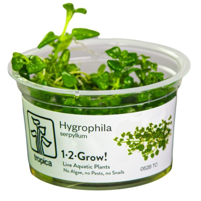 Tropica Hygrophila serpyllum 1-2-Grow!